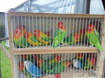 Agapornis Liliane