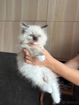 Ragdoll s PP / Ragdoll kotě s PP