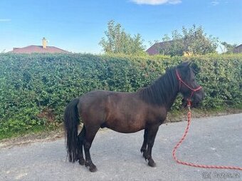 Shetlandský pony
