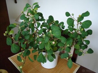 Fikus / Ficus deltoidea - řízek z této květiny