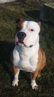 Americký Stafordšírský teriér s PP