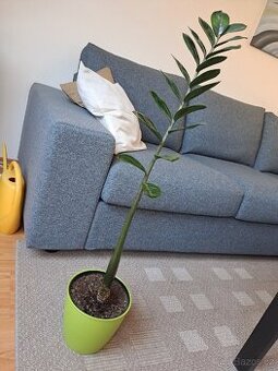 Pokojová rostlina Zamiokulkas