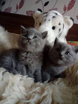 Britská modrá- koťátka,ihned na odběr