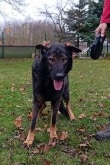 Německý ovčák s PP