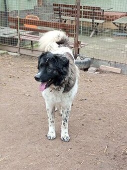 Kavkazský pastevecký pes kříženec