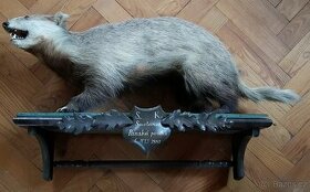 Stará lovecká trofej VYDRA - myslivost - dekorace