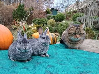 Zakrslý REX činčilový miminka