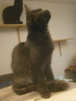 Černý 3měsíční kocourek Šimon