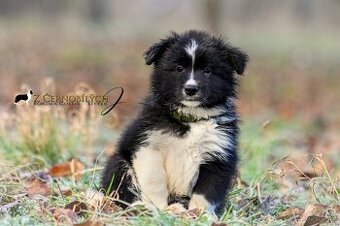 Border kolie - štěně s PP