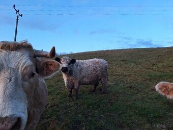 Vysokobřezí Kráva Galloway