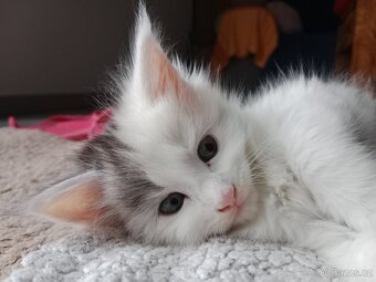 Mainská mývalí koťátka