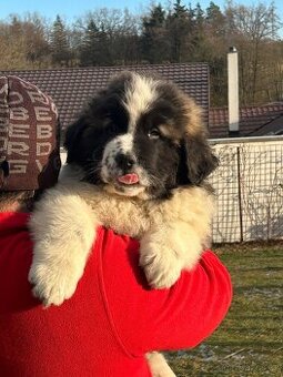 Moskevský strážní pes