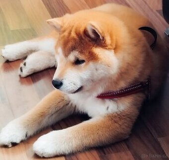 Kluk shiba inu