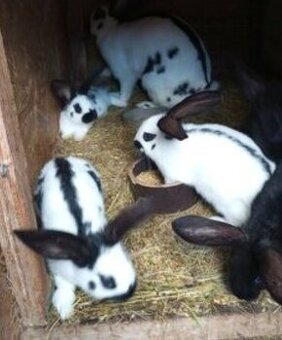 Prodej králíčků ( spěchá)