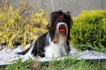 Biewer Terrier, Biewer jorkšírský teriér