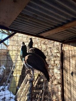 Prodám loňská pávata