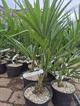 Hybridní palmy Trachycarpus