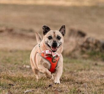 BELINKA - 10 kg, kastrovaná fenečka 11 let