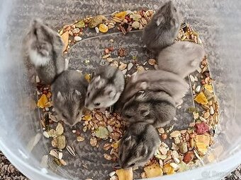 Křečík džungarský