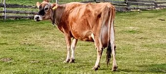 Prodám krávu Jersey