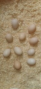 Násadová vajíčka Hedvábničky - 1