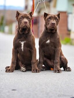 Bandog šteniatka