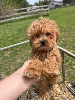 Maltipoo