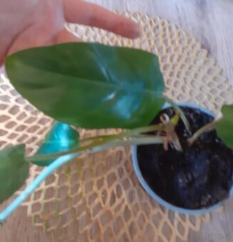 Philodendron Green Princess - 1
