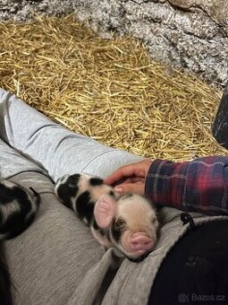 Prodej selátek Kune Kune