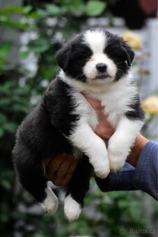 Miniaturní americký ovčák