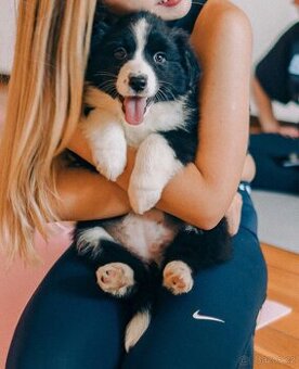 Miniaturní americký ovčák