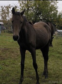 Roční hřebeček CS