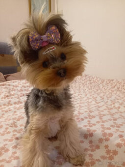 Jorkšírský teriér – fenka hledá pejska ke krytí