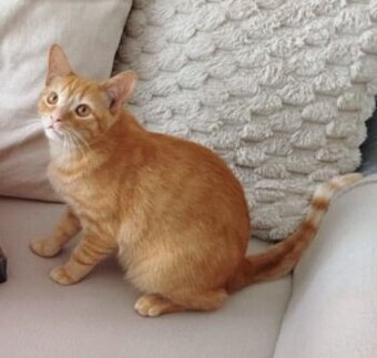 Kocourek Majk hledá nový domov