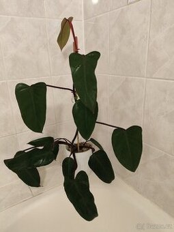 Philodendron red emerald v květináči