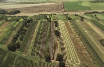 Pronájem vinice - Jižní Morava - 1