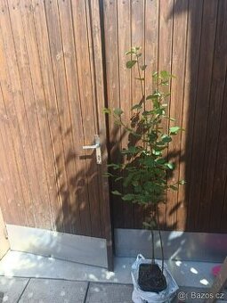 Muchovník olšolistý odr. Martin krásně rostlý cca 170-190cm