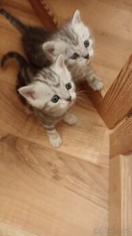 Britská whiskas koťátka s PP - 1