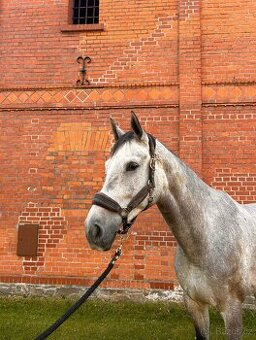 7 letý Valach po Cohinoor VDL