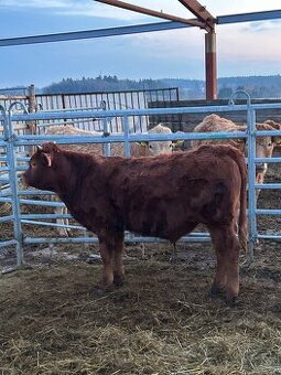 Prodám zástavové býky