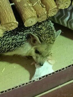 Ježek ušatý Hemiechinus auritus