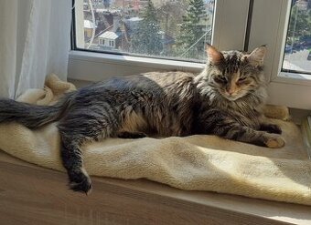 Dlouhosrstá mourovaná 2,5roční Mej Mej, kříženec Mainské