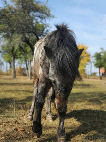 Pony, minihorse - 1