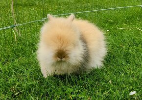 Zakrslý králík,králíček-(TEDDY)-DUFFY