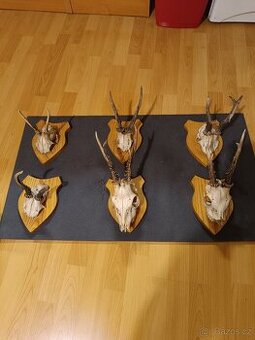Myslivecké trofeje