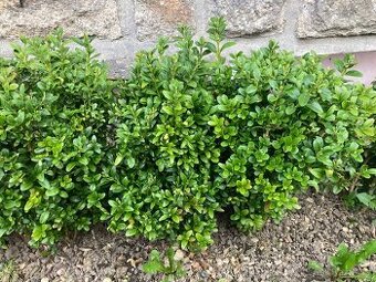 Buxus 20kusu