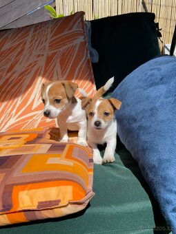 Jack Russell