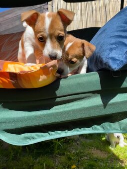 Jack Russell