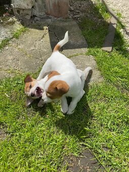 Jack Russell