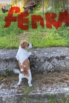 Jack Russell